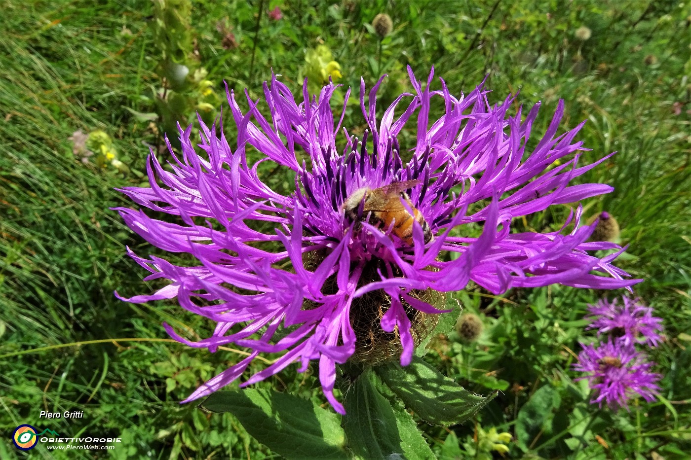 74 Fiordaliso alpino (Centaurea nervosa) con ospite.JPG